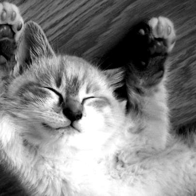 Whiskers