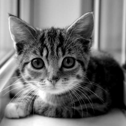 Mitzy